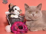 5 chatons British Célestes LOOF disponibles à l’achat