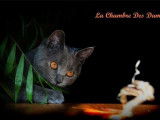 À vendre 4 chatons Chartreux LOOF