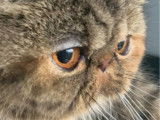 Chatte Exotic Shorthair LOOF brow tabby de 3 ans disponible à la réservation