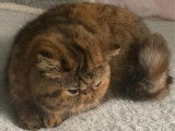 Chatte Exotic Shorthair LOOF brow tabby de 3 ans disponible à la réservation