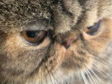 Chatte Exotic Shorthair LOOF brow tabby de 3 ans disponible à la réservation