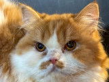 Chaton mâle British Longhair LOOF bicolore à vendre