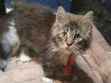 6 chatons Maine Coons LOOF disponibles à la réservation