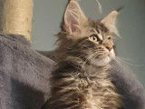 6 chatons Maine Coons LOOF disponibles à la réservation