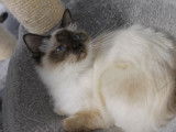 Un chat femelle Sacré de Birmanie LOOF à réserver