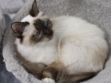 Un chat femelle Sacré de Birmanie LOOF à réserver