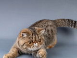3 chatons femelles Exotic Shorthair LOOF à vendre