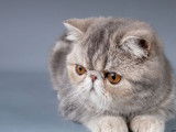 3 chatons femelles Exotic Shorthair LOOF à vendre