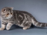 3 chatons femelles Exotic Shorthair LOOF à vendre