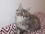 4 chatons Maine Coon LOOF disponibles à la réservation