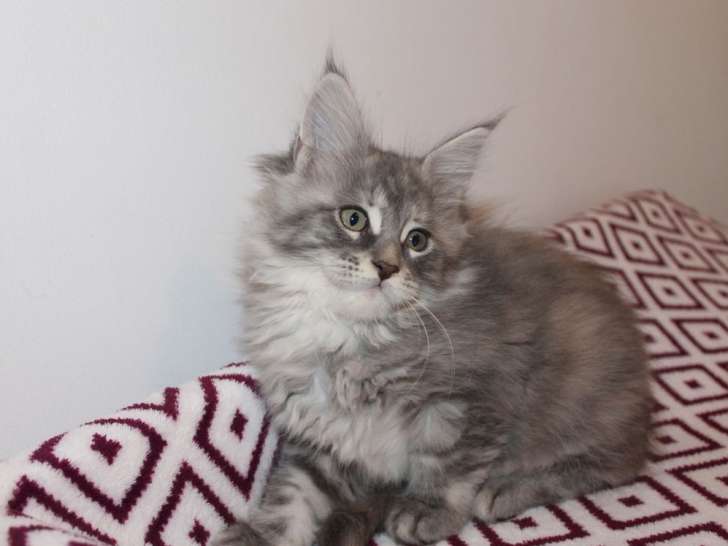 4 chatons Maine Coon LOOF disponibles à la réservation