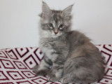 4 chatons Maine Coon LOOF disponibles à la réservation