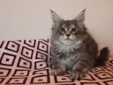 4 chatons Maine Coon LOOF disponibles à la réservation