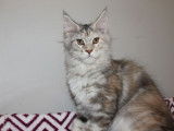 4 chatons Maine Coon LOOF disponibles à la réservation