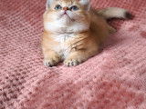 Chaton mâle British Shorthair LOOF à vendre