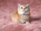 Chaton mâle British Shorthair LOOF à vendre