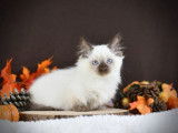 À réserver : des chatons Munchkin LOOF