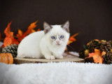 À réserver : des chatons Munchkin LOOF