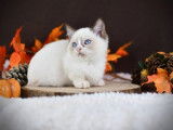 À réserver : des chatons Munchkin LOOF