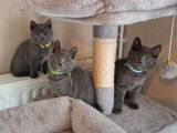 À réserver : 4 chatons Chartreux LOOF