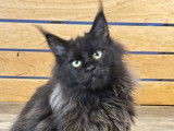 Chaton femelle Maine Coon LOOF à acheter