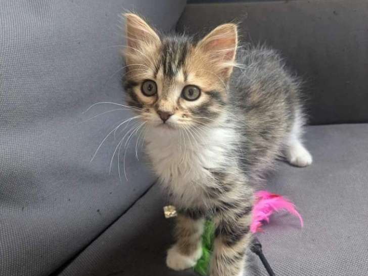 À adopter : chatonne de 3 mois