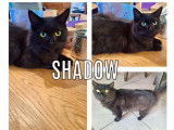 Adoption disponible : chatte noire