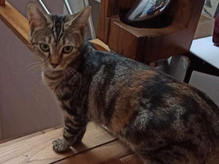 Disponible à l'adoption : chaton femelle de 6 mois