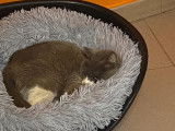 Chatte adulte disponible à l'adoption
