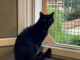 Chat de 6 ans en attente d'adoption