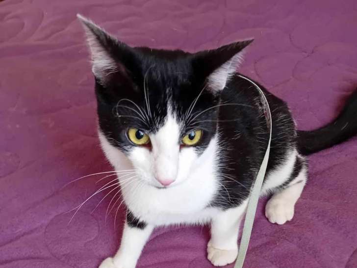 En quête d’un foyer : chat d'un an