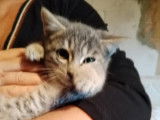 Chaton mâle tigré gris à adopter