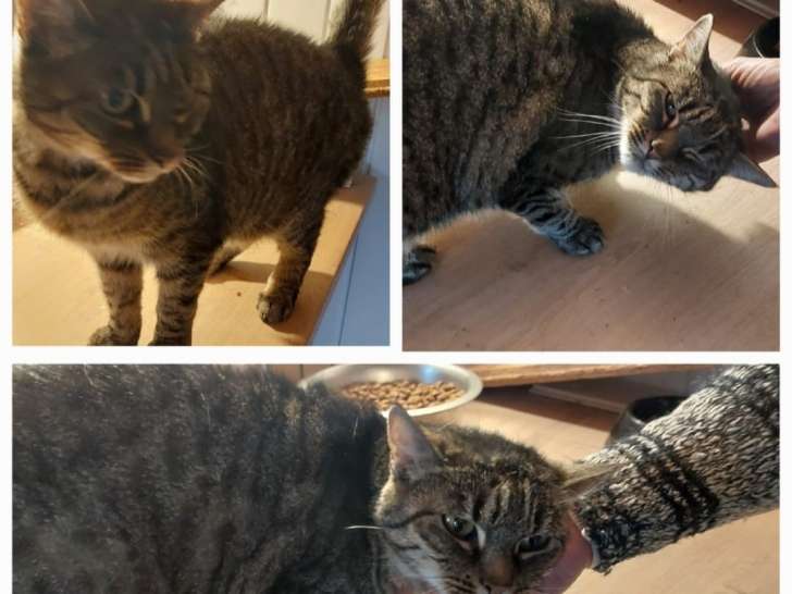 À adopter, chatte tigrée