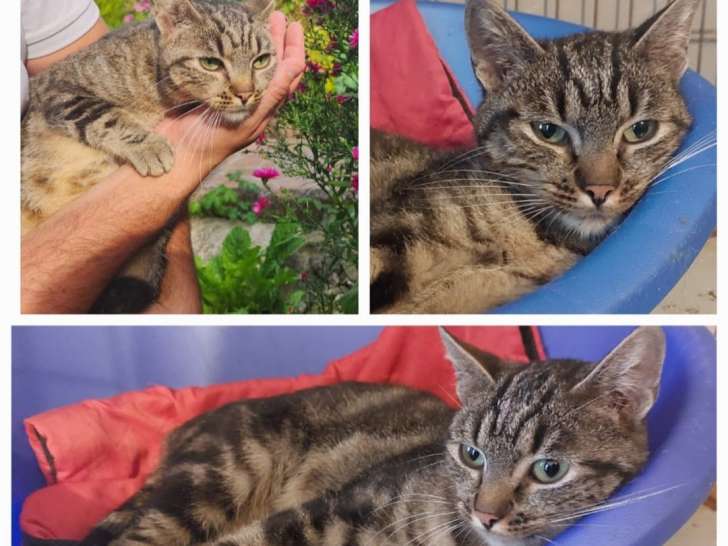 Disponible à l'adoption, chatte âgée d’un an