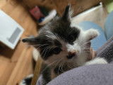 À adopter : chaton mâle noir et blanc