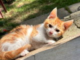 Disponible à l'adoption : chaton mâle de 4 mois