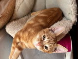 En attente d'adoption : chaton mâle tigré roux