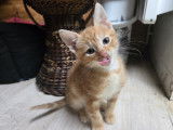En attente d'adoption : chaton mâle tigré roux