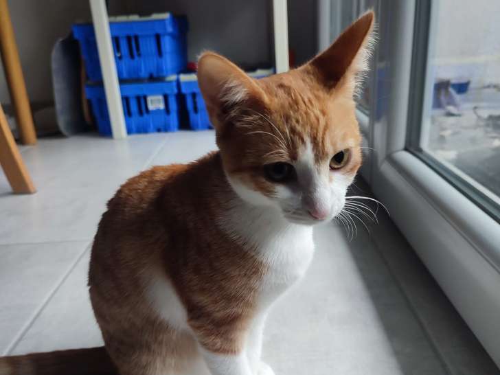 À la recherche d’une famille : chatonnes de 5 mois