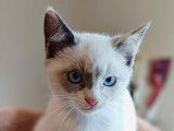 2 chatonnes blanches à adopter
