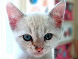 2 chatonnes blanches à adopter