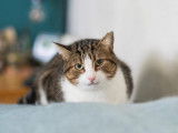Chat tigré en attente d'adoption