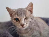 Chaton mâle gris en quête d'une famille