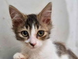 À adopter, chatonne de 4 mois