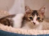 À adopter, chatonne de 4 mois