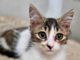 À adopter, chatonne de 4 mois