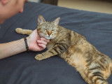 Disponible à l'adoption, chatte d'un an