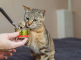 Disponible à l'adoption, chatte d'un an