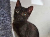 En attente d'adoption, chatonne noire