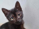 En attente d'adoption, chatonne noire